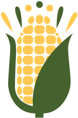 corn cob illustration