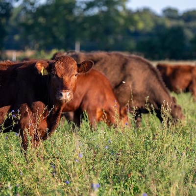 cow