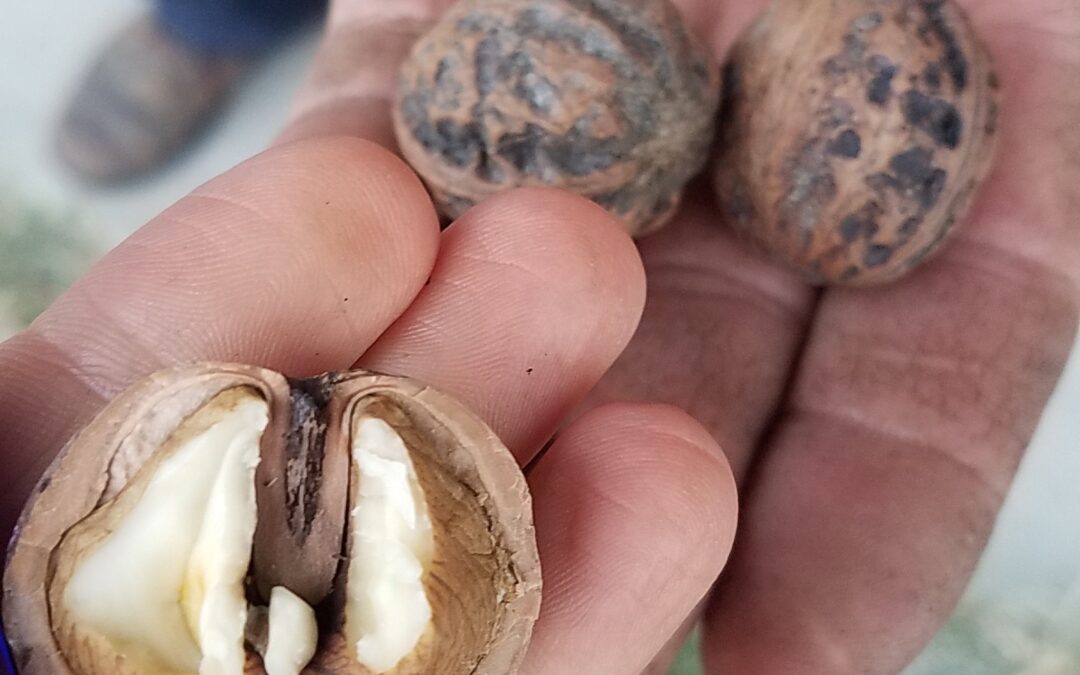 Nut Markets for Indiana Food Businesses