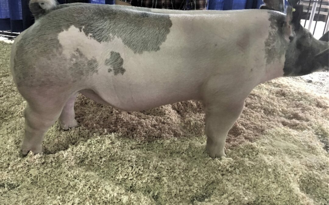 Annual Show Pig Sale Friday, March 20, 2020