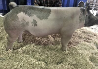 Annual Show Pig Sale Friday, March 20, 2020