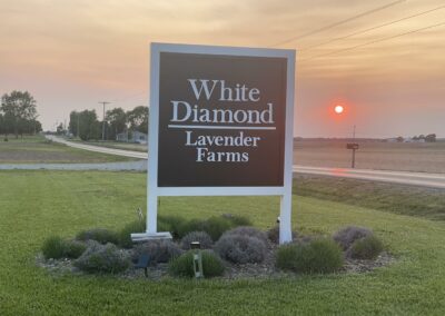 White Diamond Lavender Farms